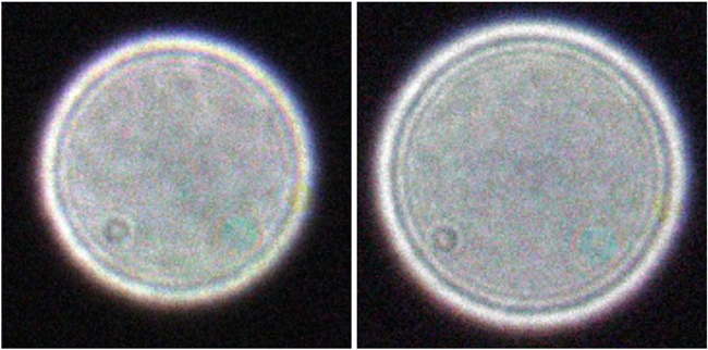 StarTest dell'AIRY APO104T con immagine infrafocale (a sinistra) ed extrafocale (a destra).