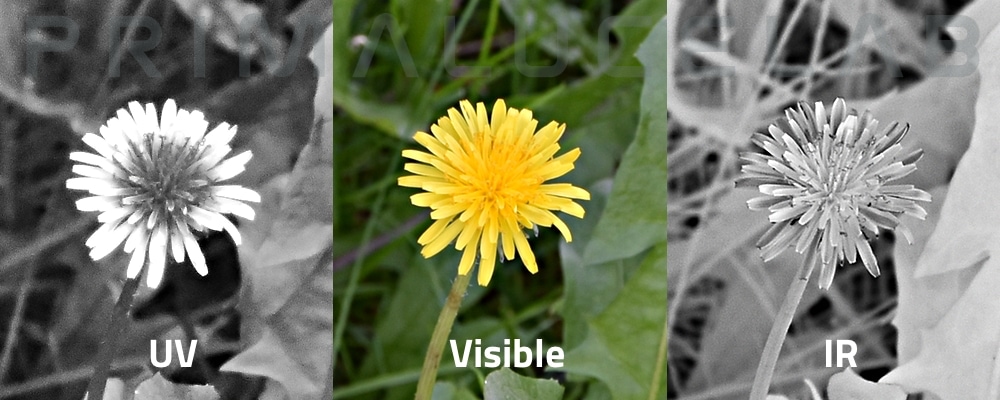 Nikon Z5 Full Spectrum for astronomy, UV and IR photography